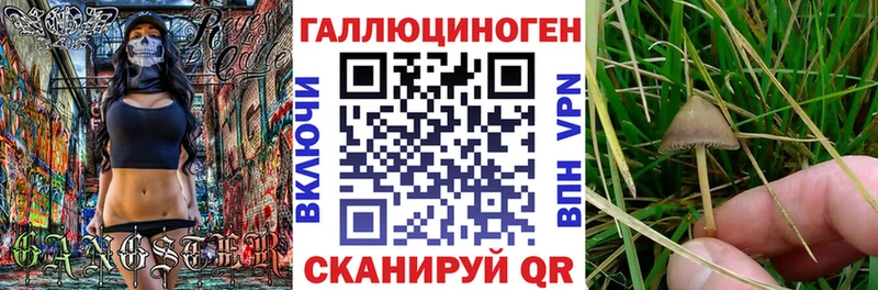 ссылка на мегу зеркало  Колпашево  это как зайти  Галлюциногенные грибы Psilocybe 